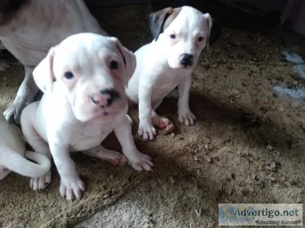 NKC American Bulldog puppies