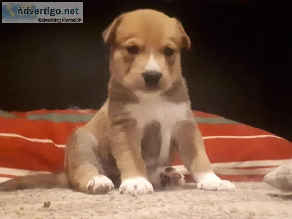 Pitbullhusky