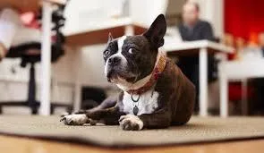 Bring Your Babe to Work Here - Pet Friendly Private Office