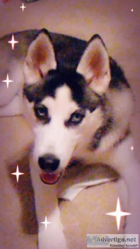 Siberian husky