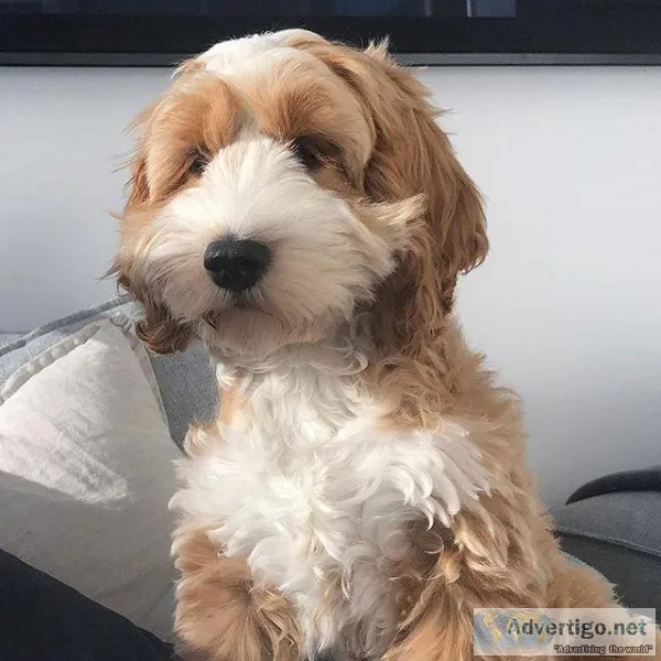 COCKAPOO PUPPIES 518-512-9567..