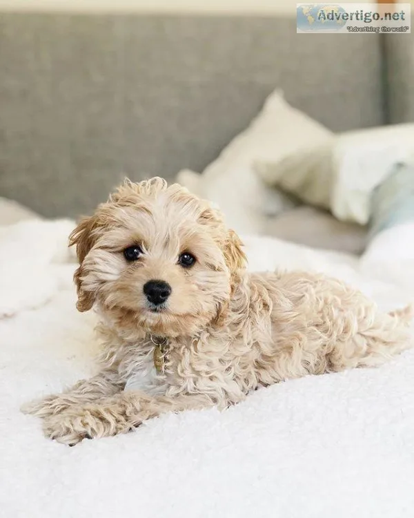 COCKAPOO PUPPIES