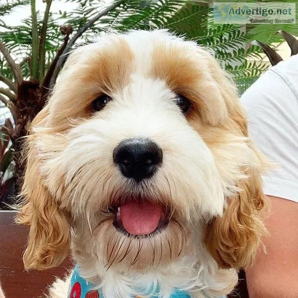 COCKAPOO PUPPIES.