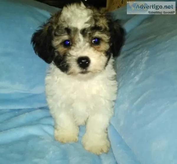 CKC Shichon puppies