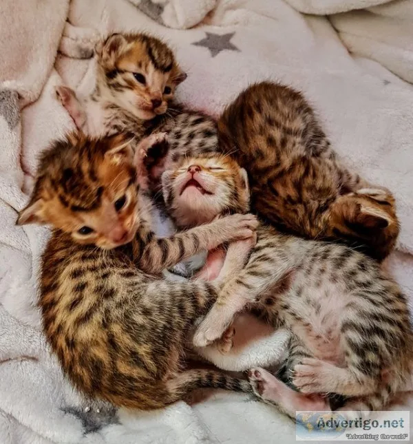 Serval kittens for sale