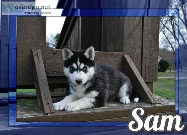 Sam Male Siberian Husky
