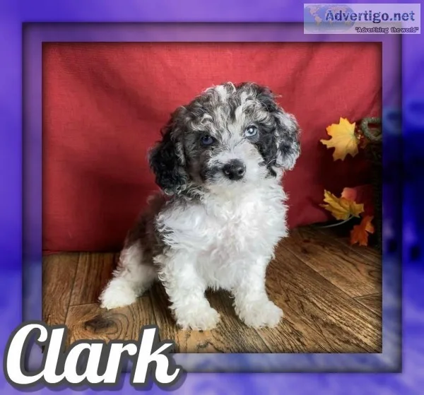 Clark Male Shihpoo