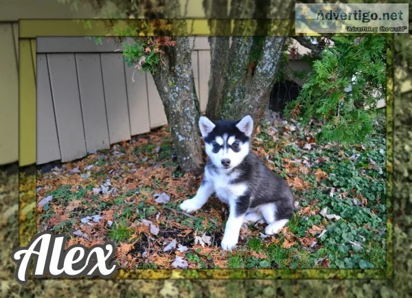 Alex Male Siberian Husky