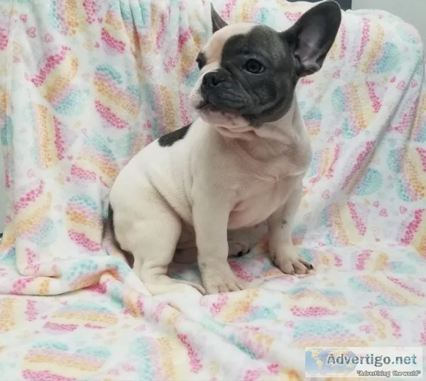Imported from Bulgaria Pie White and Blue Female French Bulldog