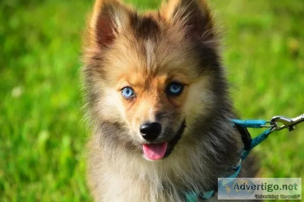 Pomsky puppy for sale