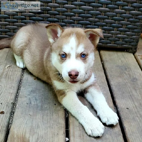 Red female husky