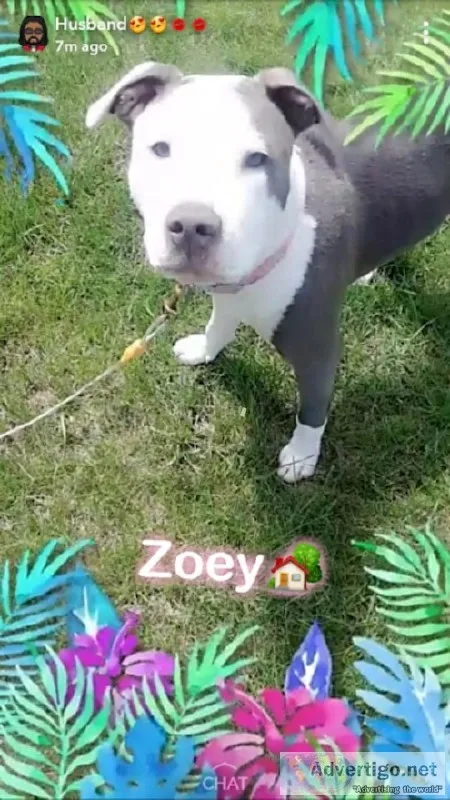 15 months old female Pits
