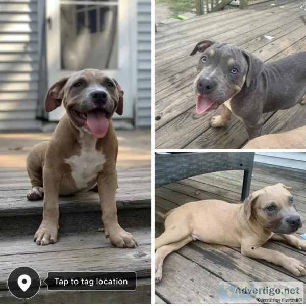 Pit bull puppies