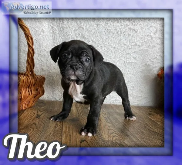 Theo Male Frenchton