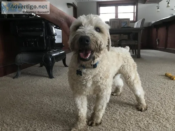 Wheaton Terrier
