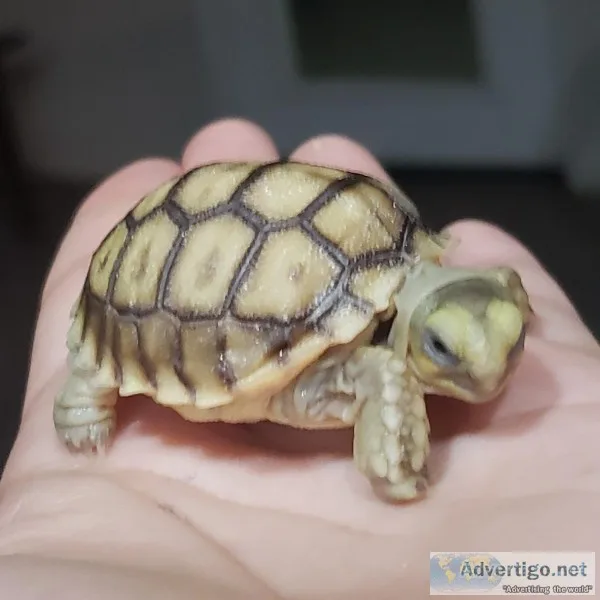 Sulcata tortoise