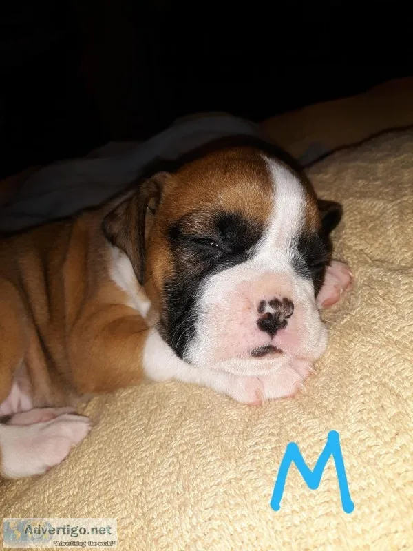 AKC Registered Boxers