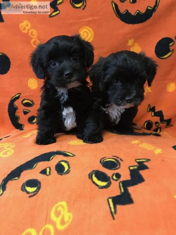 Male Yorkie-Poo Puppies