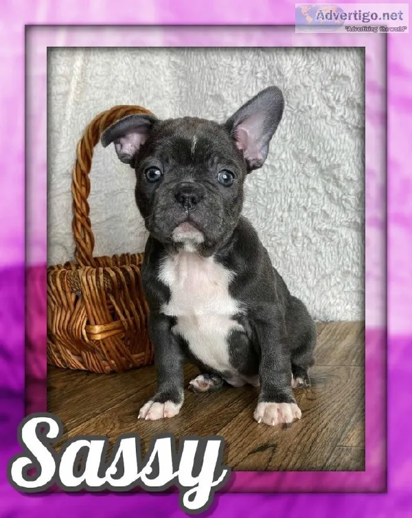 Sassy Female Frenchton