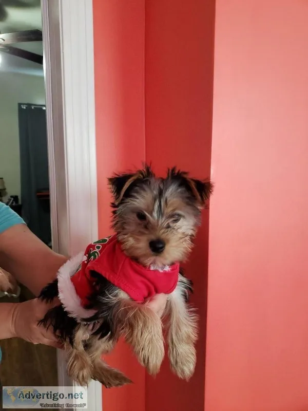 Female yorkie