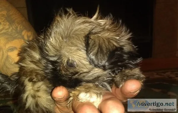 Shihtzu Tiny Male Full AKC