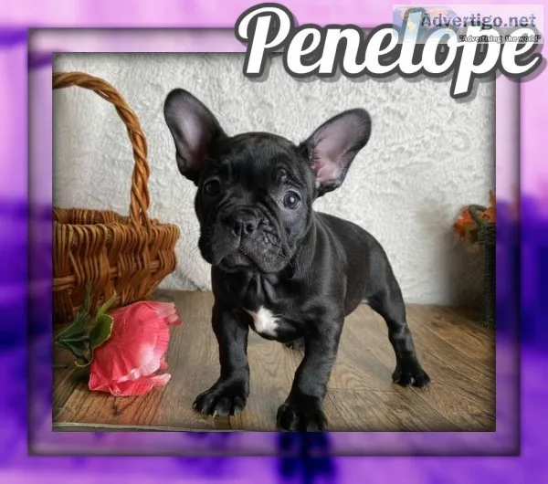 Penelope Female Frenchton