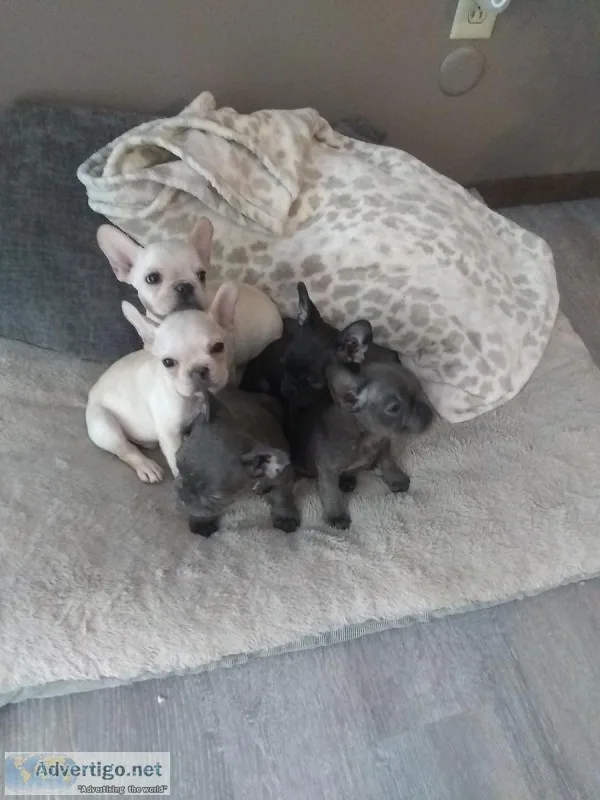 Mini Rare Color French Bulldog Puppies