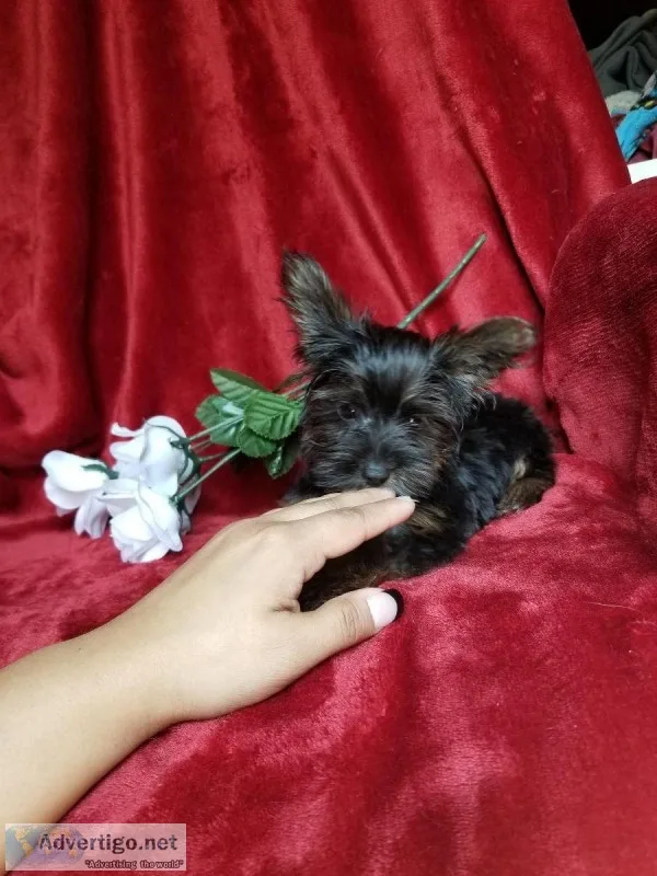 Handsome male yorkie ckc registered