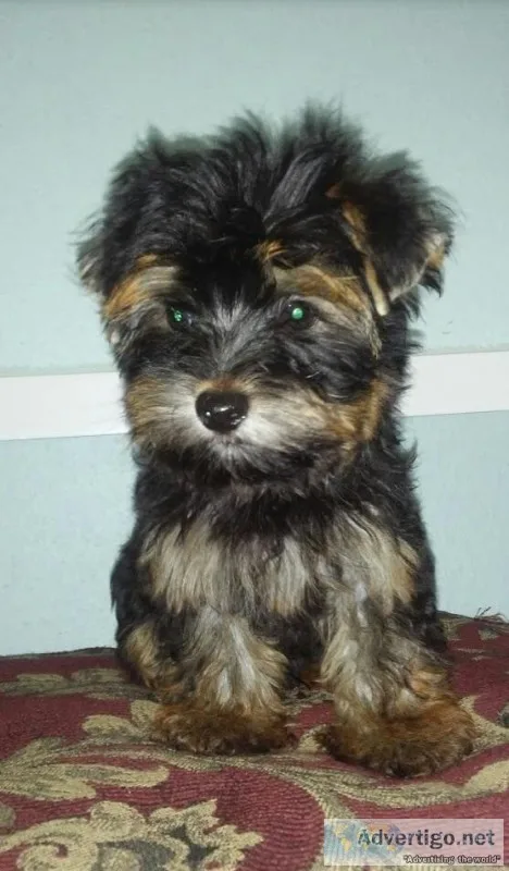 Yorkies males