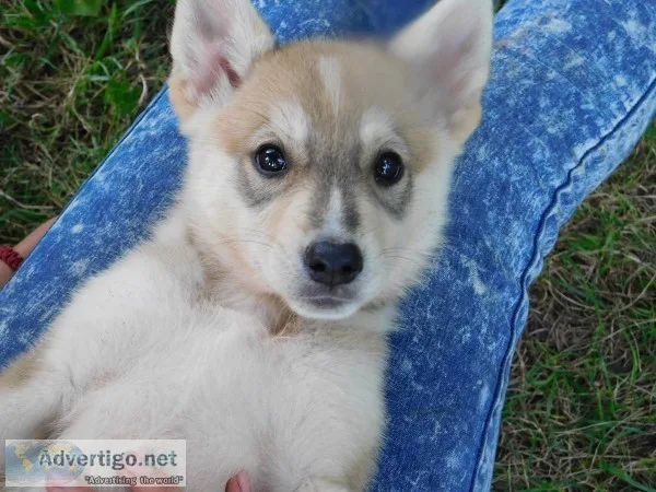 Shepsky Puppies for sale