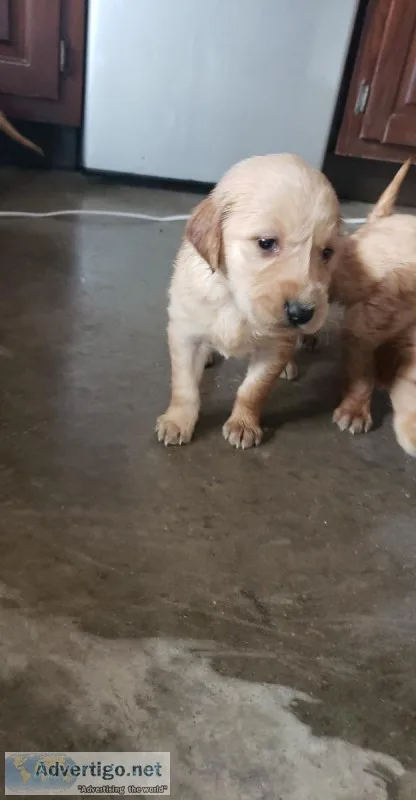 AKC Golden Retreiver  puppies