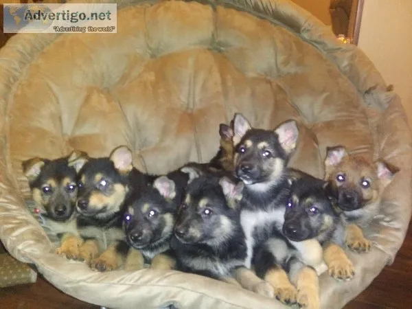 AKC German Shepherd