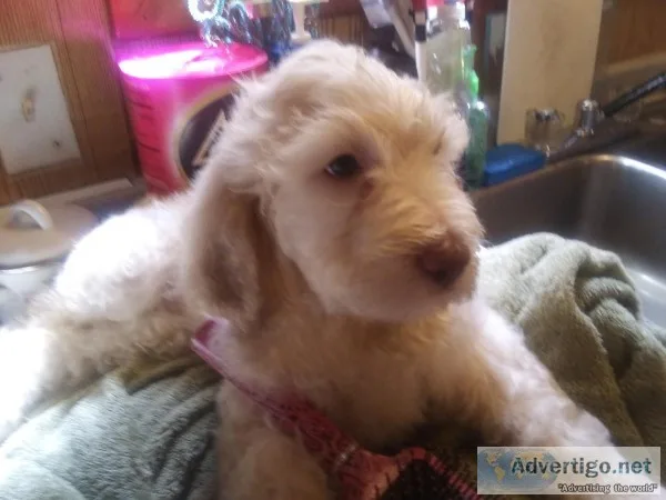 f2b goldendoodles