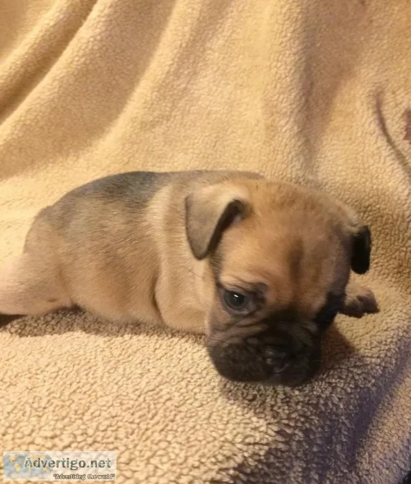 French Bulldog