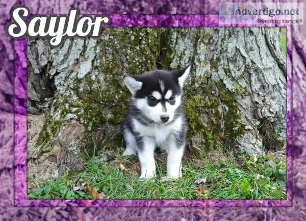 Saylor Female Siberian Husky