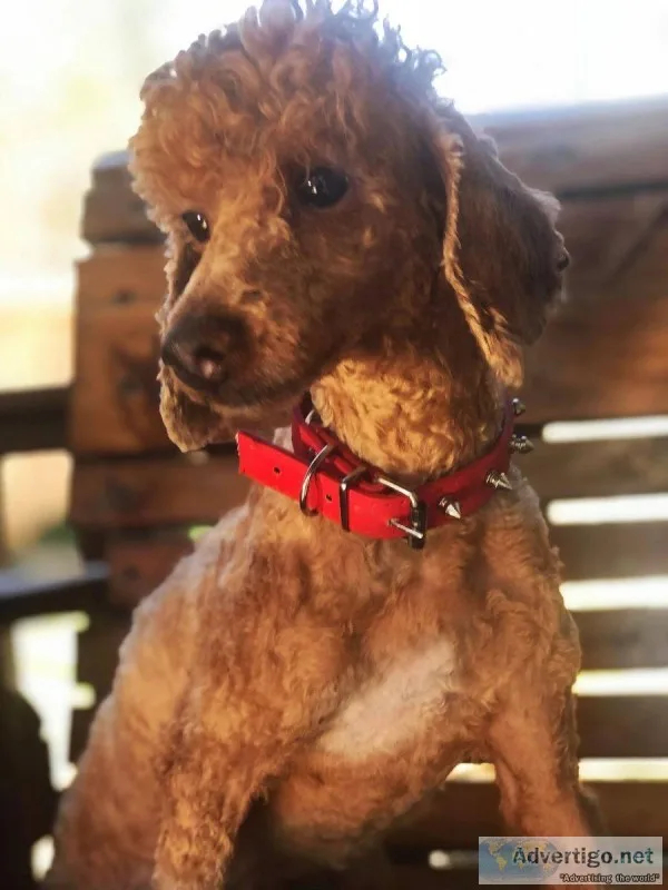 F1B Mini Goldendoodle Purple Girl ready to live