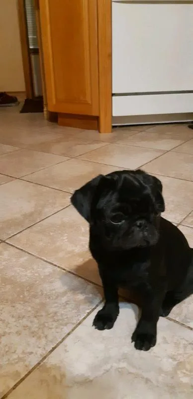 Purebred baby pug