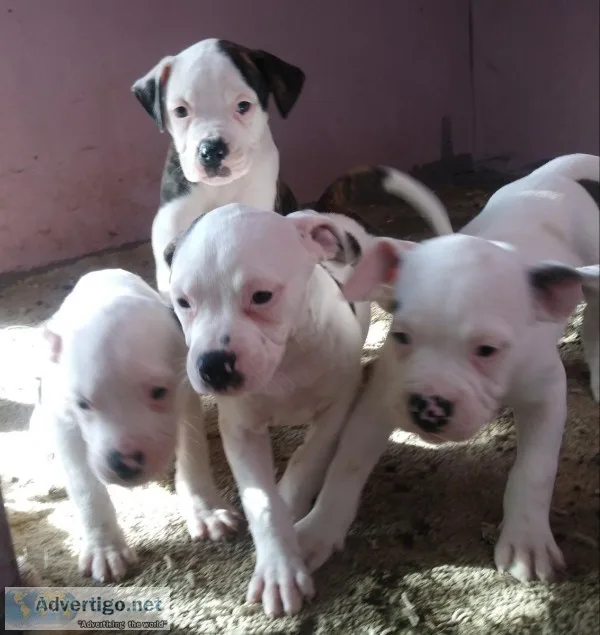 Gorgeous American Bulldog puppies