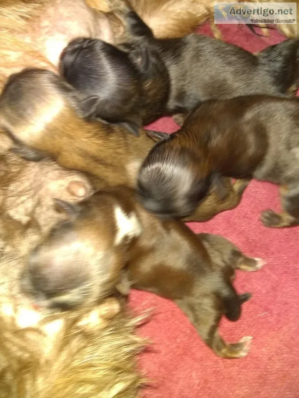 Shihtzu Imperial Puppies    Full  AKC