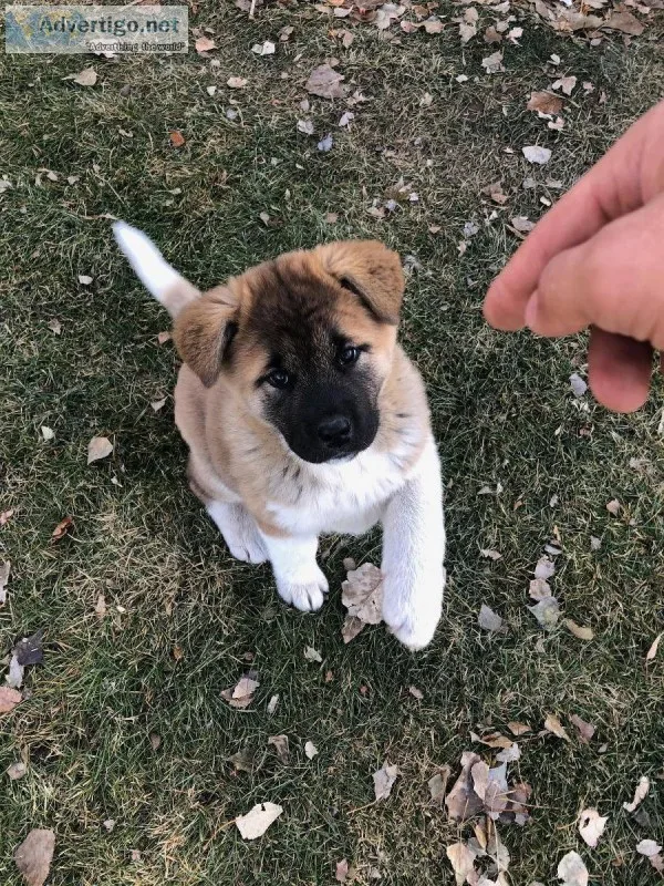 Akita puppies
