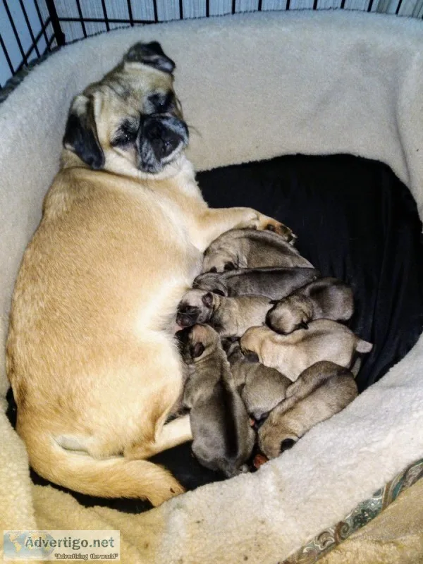 Pug Puppies
