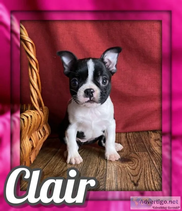 Clair Female Frenchton