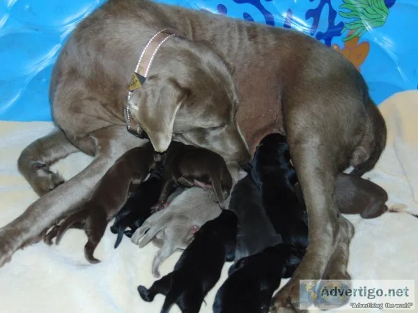 AKC Labrador Retriever Puppies