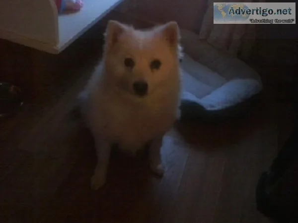 AMERICAN Eskimo male