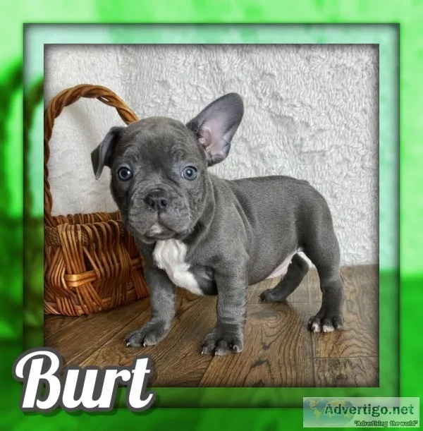 Burt Male Frenchton