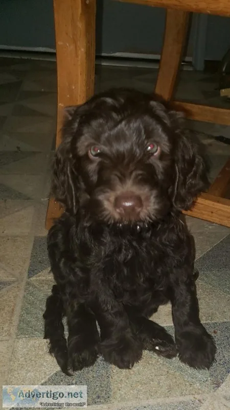 F1-B Labradoodle puppy