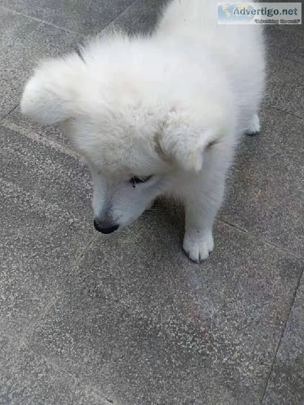 Samoyed Puppy