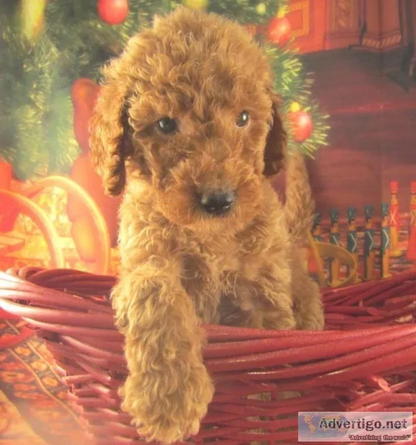Goldendoodles F1B Gorgeous Red Ready 112319