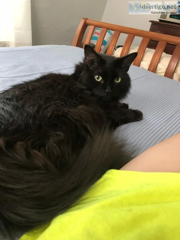 Moving and can&rsquot keep our fur babies