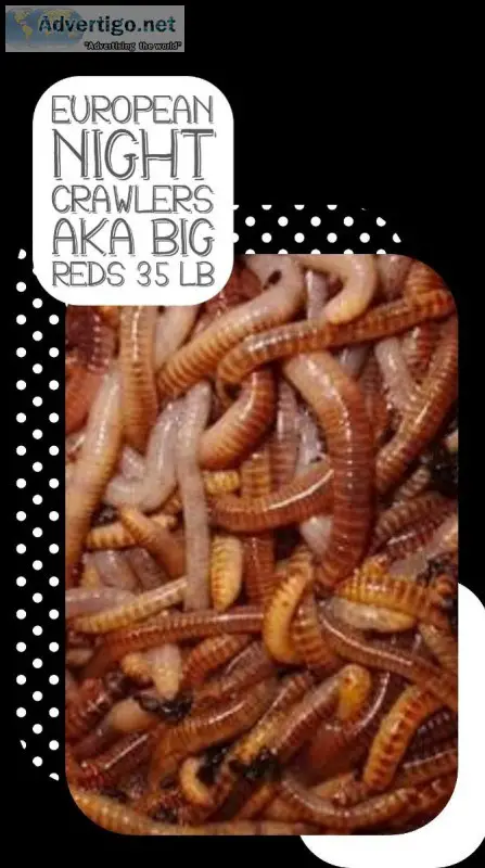 European Night Crawlers better known as Big Reds or Super Reds F